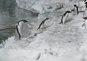 Penguins Jumping On to The Ice-Foot, c1911, 1913.