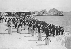 Penguins Promenade, c1911, 1913.