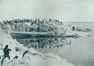 Penguins on Ice-Foot, c1911, 1913