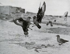Skua måsar slåss om något späck, 1911, 1913