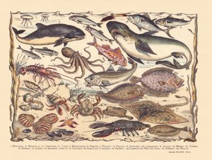 Sida 16: Maneter, tumlare, sill, tonfisk, makrill, haj, multe, bläckfisk, sardiner, hummer, bläckfisk, torsk, piggvar, skägg, krabba, eremit Bernard, ostron, pilgrimsmusslor, asteria, kakel, rocka, tunga, hummer, musslor av Gabriel Gostiaux