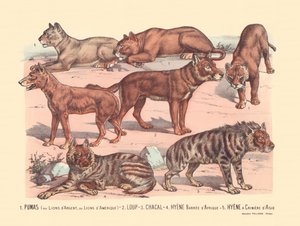 Sida 13: Pumor eller silverlejon eller amerikanska lejon Varg, schakal, afrikansk stånghyena, asiatisk manhyena av Gabriel Gostiaux