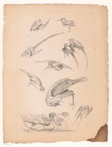Elva kinesiska fåglar, inklusive ankor och conurer Olika kinesiska fåglar (serietitel) Livre des differentes éspeces d