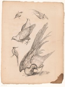 Zes kinesiska fåglar Verschillende kinesiska vogels (serietitel) Bok om olika fågelarter i Kina (serietitel)
