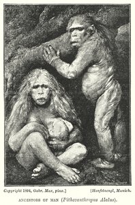 Människans förfäder, Pithecanthropus Alalus (litho)
