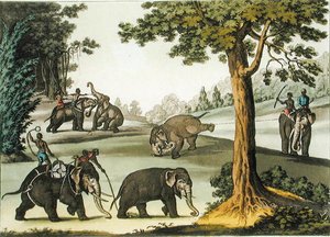 Capturing Elephants in Burma, skylt 76 från 