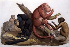 Apor i Sydamerika (färg litho)