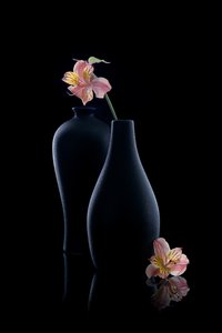Elegant Alstroemeria i vas
