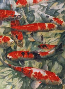 Koi karp