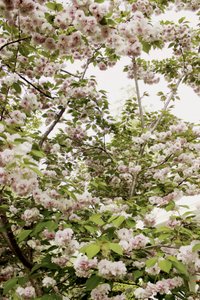 Körsbärsblomning på våren av Gemma Bardot
