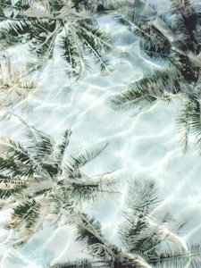 Reflektioner i Clear Water Palm av Gemma Bardot
