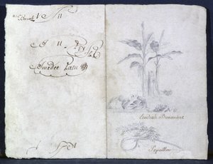 Bananenbäume von Genevieve-Sophie-Marie-Adele Patu de Rosemont