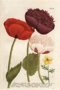 Opiumvallmosorter, Papaver somniferum och Anemone mexicana av Georg Dionysius (after) Ehret