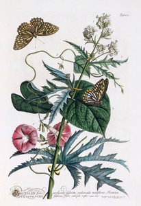 1. Abutilon, 2. Convolvulus, c. 1748 handfärgad gravyr.