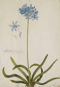 Agapanthus, av Georg Dionysius Ehret