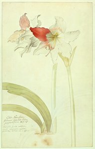 Amaryllis: Lilio-Narcissus, Indicus av Georg Dionysius Ehret