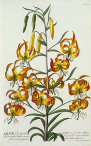 American Turkscap Lily, ca. 1740 handfärgad gravyr.