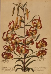 American Turkscap Lily från "Plant Selected" av Georg Dionysius Ehret