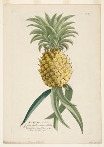Ananas sativus, ananas, c1740-1770. av Georg Dionysius Ehret
