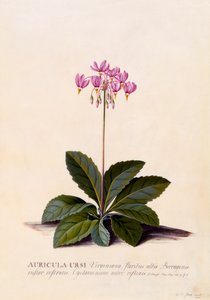 Auricula Ursi Shooting Star, ca. 1744 handfärgad gravyr.