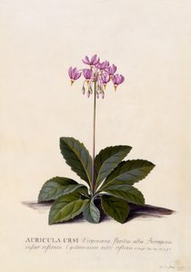 Auricula ursi, Shooting Star, ca 1744 (handfärgad gravyr) av Georg Dionysius Ehret