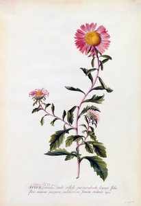 Aster, c. 1743 handfärgad gravyr.