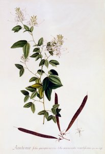 Bauhinia, ca. 1745 handfärgad gravyr.