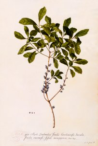 Bayberry eller Myrtle.