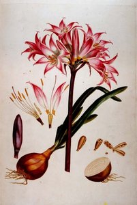 Botanisk platta från `Plantae Selectae