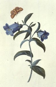 Canterbury Bell (Campanula) av Georg Dionysius Ehret