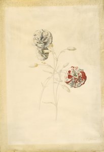 Nejlikor av Georg Dionysius Ehret