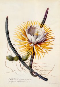 Cereus Nattens drottning, ca. 1744 handfärgad gravyr.