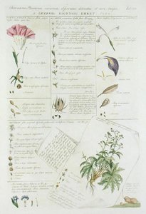 Characters of Flowers, från 