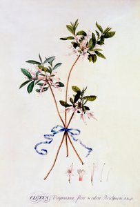 Cistus Virginiana, ca. 1743 handfärgad gravyr. av "Georg Dionysius Ehret