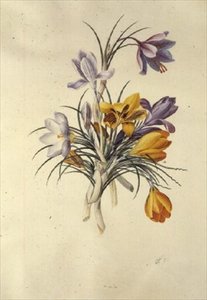 Krokus av Georg Dionysius Ehret