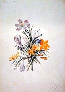 Krokus gäng av Georg Dionysius Ehret