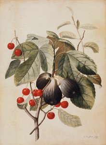 Fikon och körsbär, 1747 av Georg Dionysius Ehret