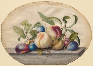 Fruktarrangemang: Persikor och plumbs on a Slab of Marble, 1742. av Georg Dionysius Ehret