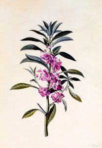 Trädgårdsbalsam Impatiens Balsamina, ca. 1746 handfärgad gravyr.