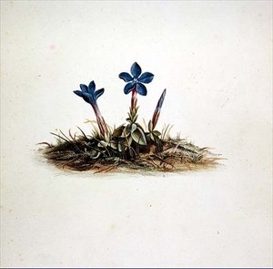 Gentiana av Georg Dionysius Ehret