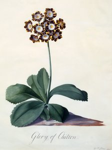 Glory of Chilton c. 1745 handfärgad gravyr. av "Georg Dionysius Ehret