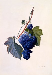 Vindruvor, c. 1747 handfärgad gravyr.