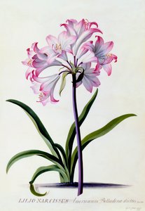 Lilio Narcissus, ca. 1744 handfärgad gravyr.