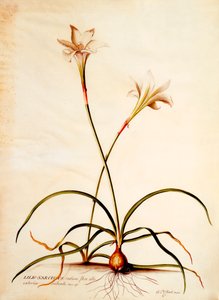 Lilio Narcissus, ca. 1745 9handfärgad gravyr.