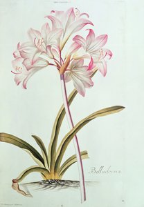 Lilja: Lilium belladonna, (pl.12) från Trew