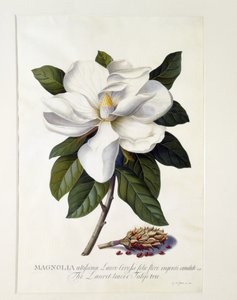 Magnolia grandiflora, ca 1743 (handfärgad gravyr)