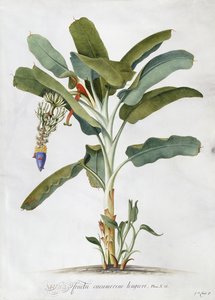 Musa,
