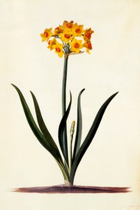 Narcissus, ca. 1745 handfärgad gravyr.