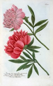 Paeonia, 1737 handfärgad gravyr.