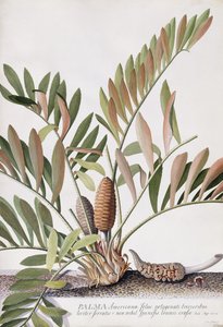 amerikansk palm, av Georg Dionysius Ehret